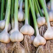 Organic Olive Oil Infused with Garlic - (60 ml)