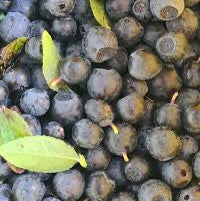 Organic Olive Oil Infused with Blueberry(250ml)