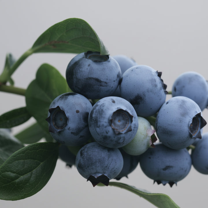 Organic Olive Oil Infused with Blueberry(250ml)