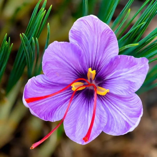 Saffron(1 gram )