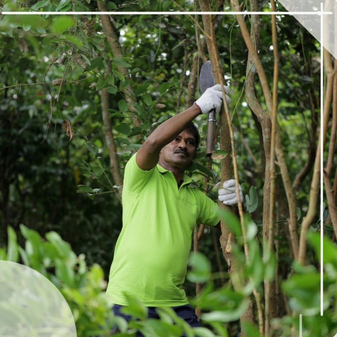 The Alba Cinnamon(50 grams) & Infused Organic Olive Oil -Harrisa + extra virgin olive oil +Rosemary + garlic(4 x 60ml)