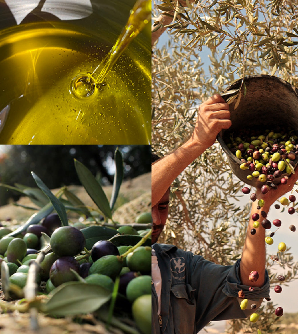 Organic Olive Oil Infused with Sage - (60 ml)