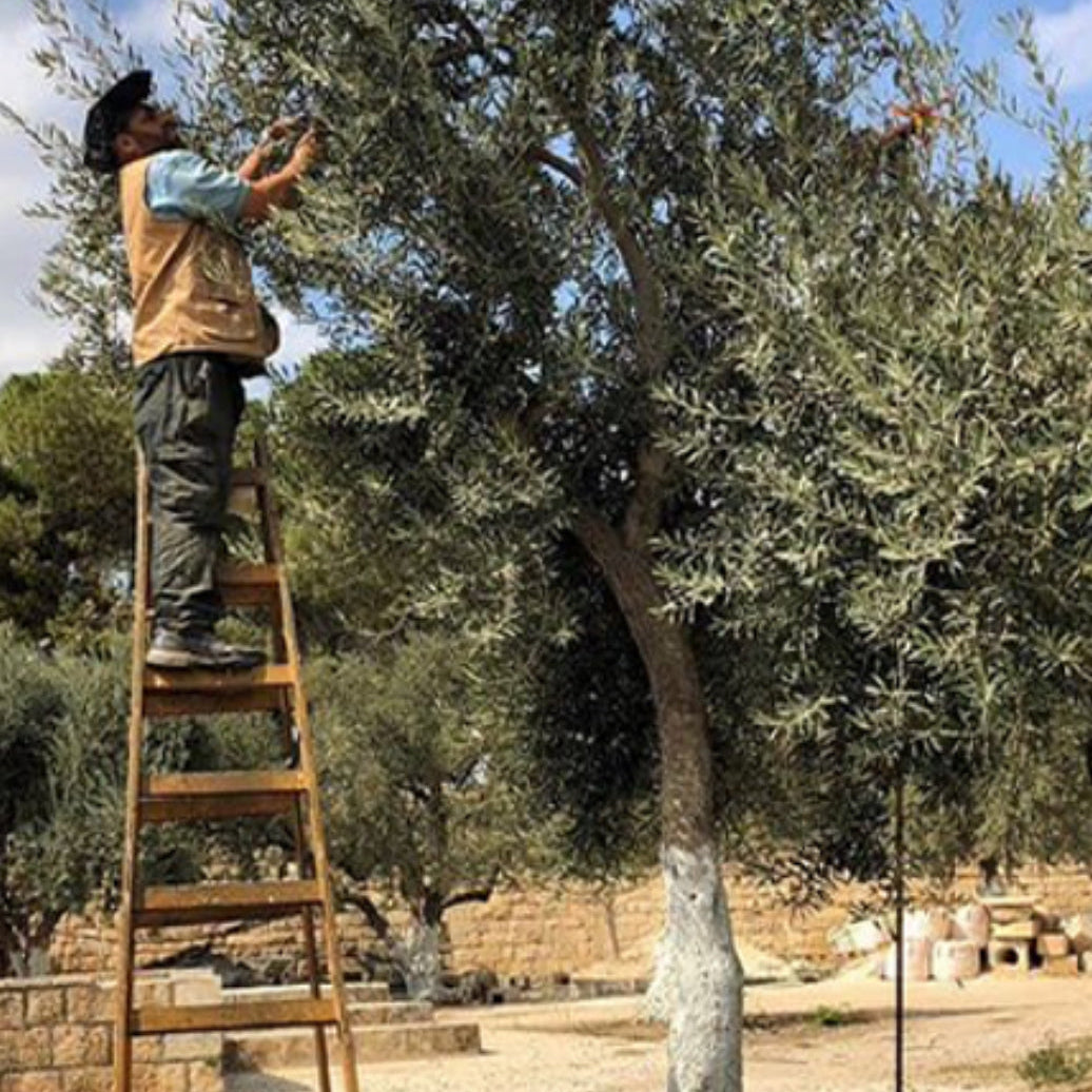 Organic Olive Oil Infused with Rosemary - (60 ml)