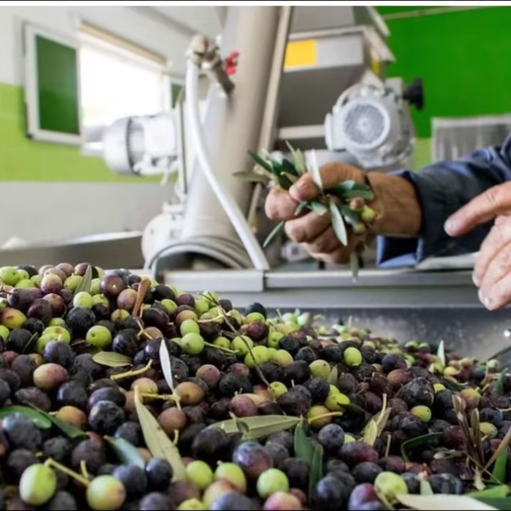 Organic Olive Oil Infused with Lime - (60 ml)